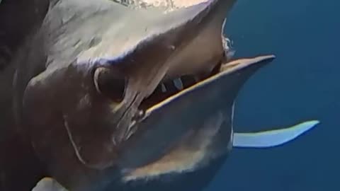 Homie Didn't Even Eat the Eyeball