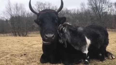 Funny animals