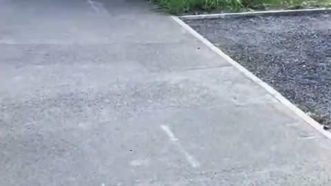 Two legged Tank versus Brit cops