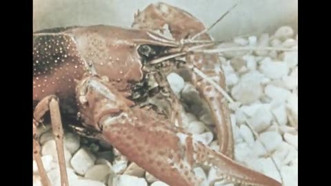 Crustaceans: Lobsters, Barnacles, Shrimp, and Their Relatives