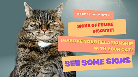 5 Signs that your cat might not like you