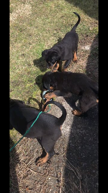 DONEYUNO ROTTIES