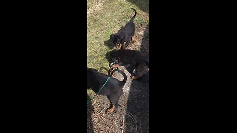 DONEYUNO ROTTIES