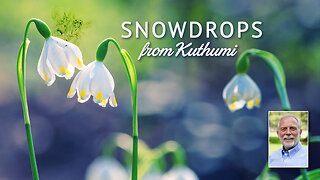 Snowdrops from Kuthumi