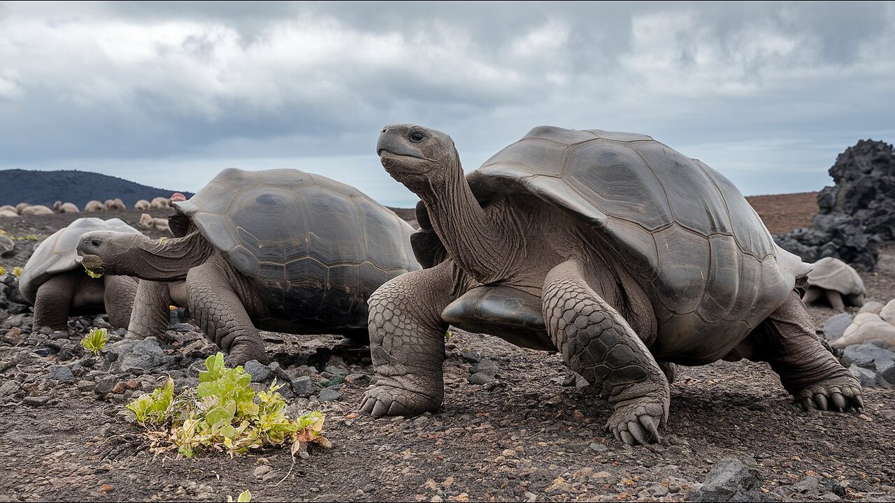 La tortuga Galápagos: Gigante de la naturaleza y testigo de la evolución