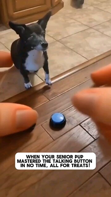 This senior pup mastered the talking button in no time, all for treats! 🐶🍪