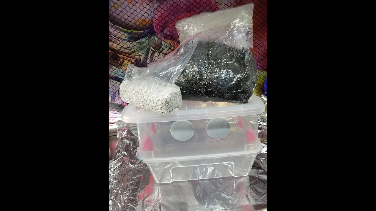 Mycology Mondays #91 Spawn 2 Bulk using Ziploc Tek 🌾 For genetic verification prior to Release