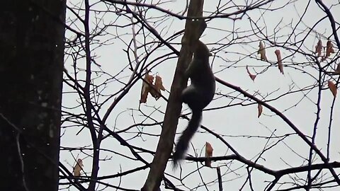 Eastern Gray Squirrel