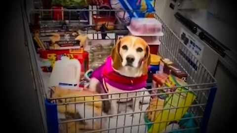 Walmart Karen Harasses Innocent Dog