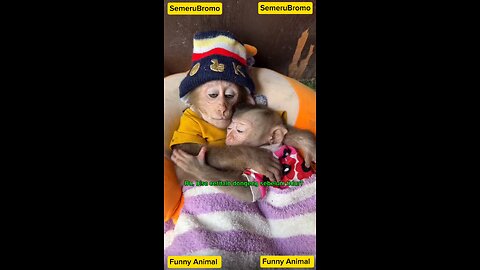 Funny Animal-Baby Monkey Want Story Before Bed #funnyshorts #funnyvideo #animalhumor #monkey