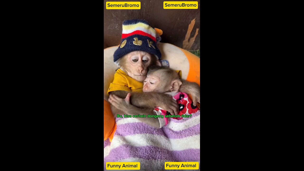 Funny Animal-Baby Monkey Want Story Before Bed #funnyshorts #funnyvideo #animalhumor #monkey