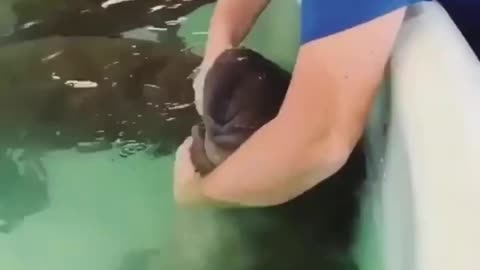 Manatee Feeding