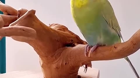 Cute Tweeting- Budgie Learns to Say Hello🐦🥰#talkingbudgies #cuteparrots #budgiesparakeet