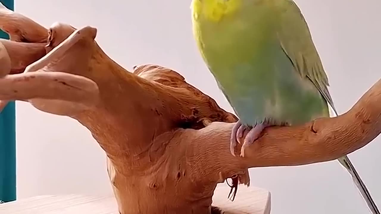 Cute Tweeting- Budgie Learns to Say Hello🐦🥰#talkingbudgies #cuteparrots #budgiesparakeet