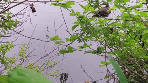 ducks at the lake
