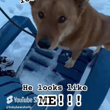 They say I look like a Fox but it’s not True!