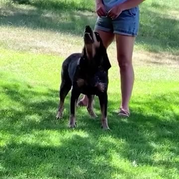 🐶🤣 When your dog knows you too well… and imitates you perfectly!