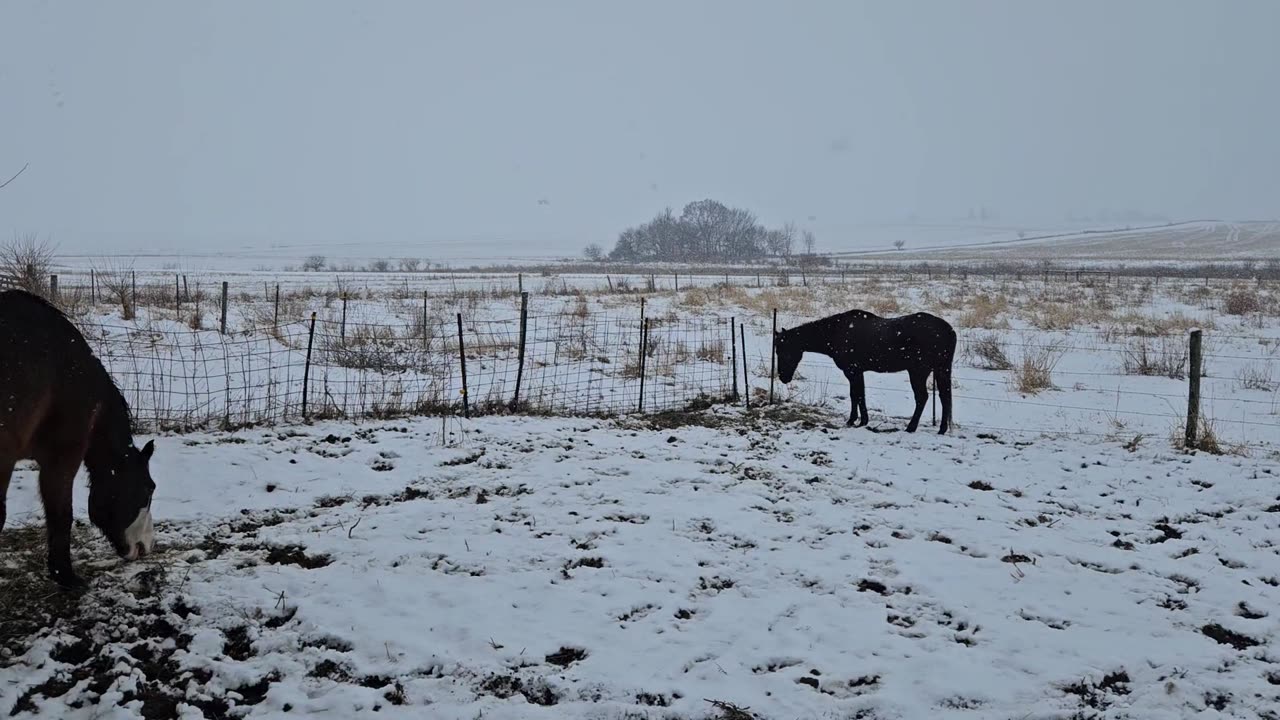 Certain this will be the last snowfall of the season. I'm enjoying how beautiful it is๐