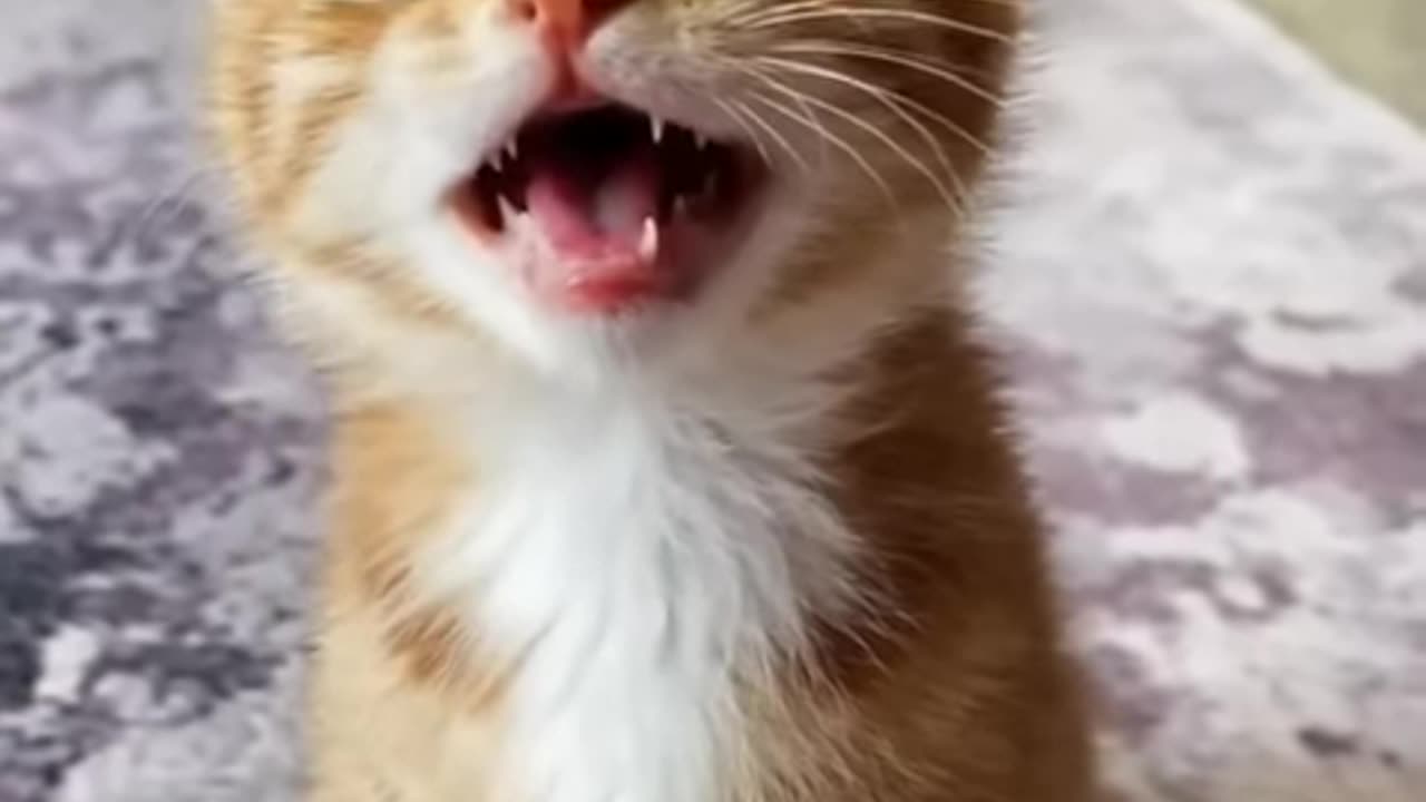 So Cute Baby Cat 🥰 TikTok Viral cats 🥰Pet lovers 🥰#shorts #cat #pet #youtubeshorts