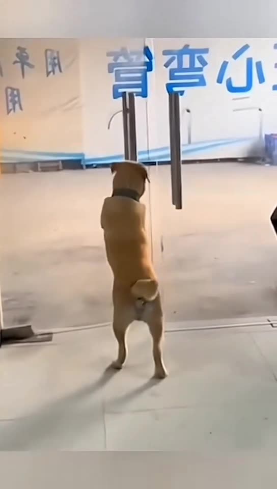 Best Animals Fails 😂 Dogs and Cats