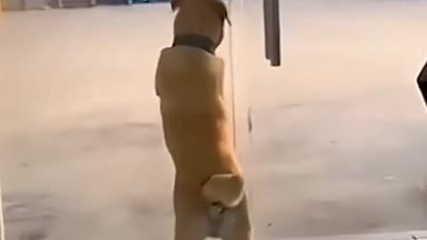 Best Animals Fails 😂 Dogs and Cats