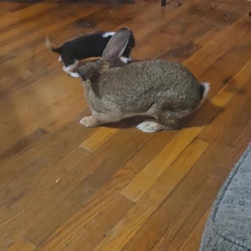 Hyper Puppy Wants to Play With Giant Bunny Real Bad