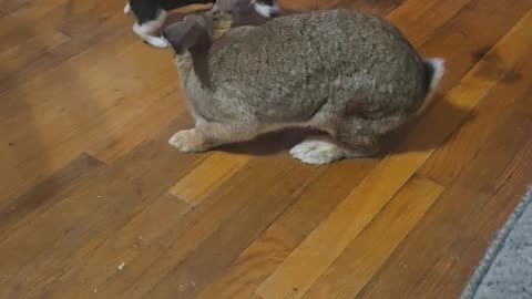 Hyper Puppy Wants to Play With Giant Bunny Real Bad