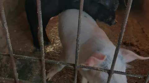 enjoy piglet