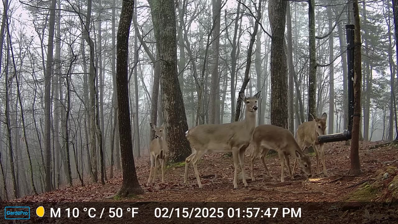 The Woods – 02/15/2025