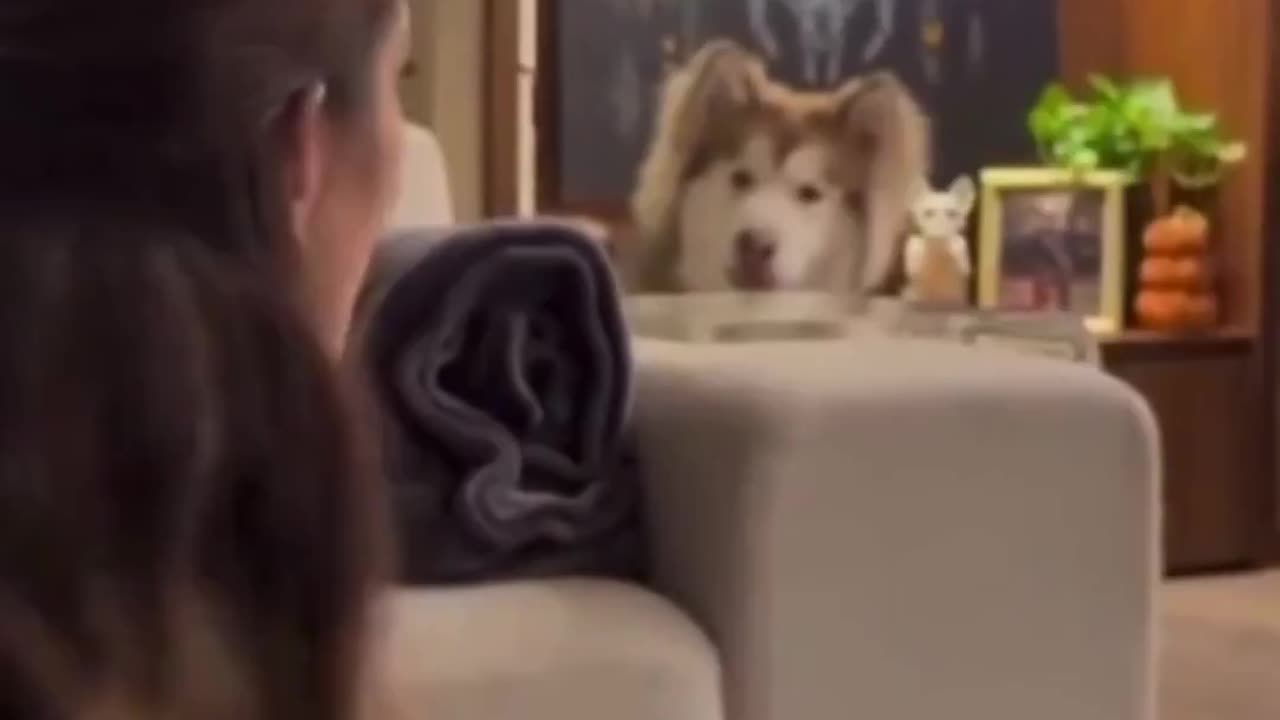 When your dog catches you with another dog..