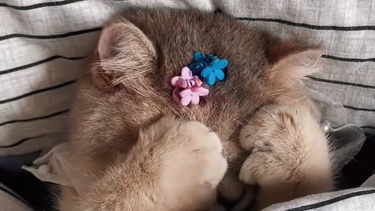 🐶 Dog vs. 🐱 Cat vs. 🐾 All Animals – Choose Your Favorite!