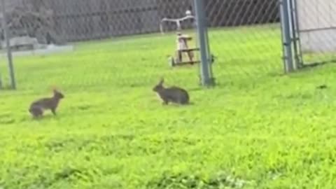 The mating ritual of Rabbits. This is the silliest goddamn mating ritual I've ever seen.