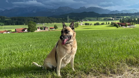 Malinois Rumi 10th Birthday