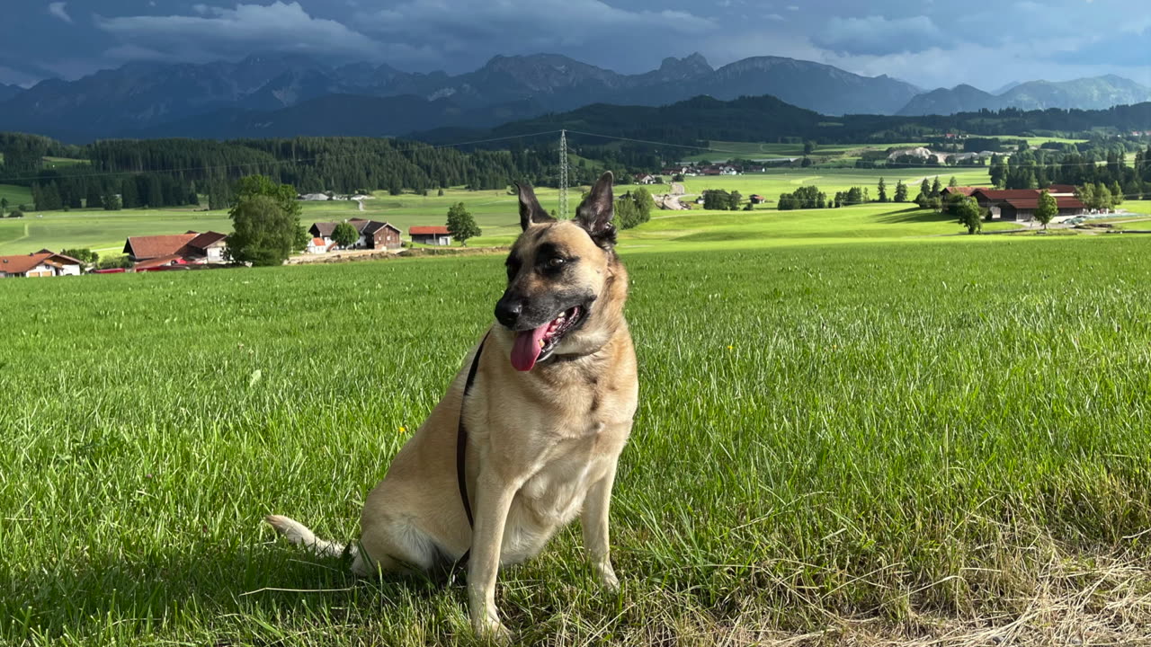Malinois Rumi 10th Birthday