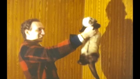Adrian the Ferret and Cat