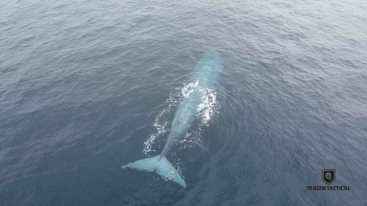 Very cool Blue Whale drone footage off the coast of San Diego, CA. June 2024.