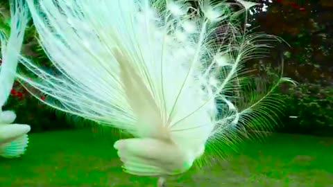 MESMERIZING PEACOCK IN 8K HDR ULTRA HD !! PEACOCK DANCE AND PLUMAGE DISPLAY !!!!