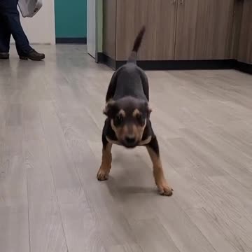 dancer | I dare you to not laugh | comedy | funny animal