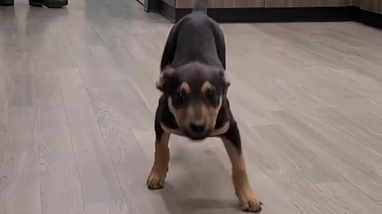 dancer | I dare you to not laugh | comedy | funny animal