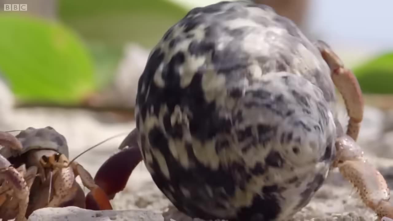 hermit crabs queue up to swap shells