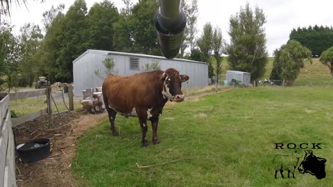 Cattle and sheep shot with the same rifle