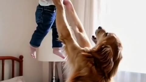 The smart Golden Retriever plays with the baby.