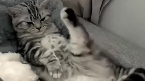 Cute cat and funny🥰🥰🥰