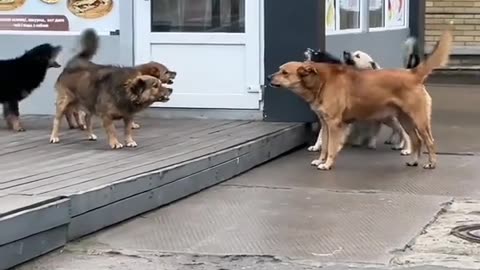 Dogs in a Fierce Debate: You Won't Believe What Happens!