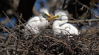 The Marvel of Great Egrets: A Seaside Seabird Sanctuary Spectacle!