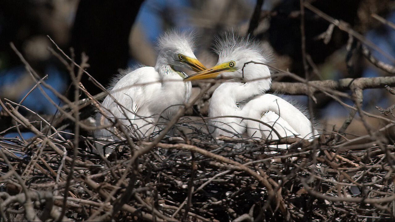 The Marvel of Great Egrets: A Seaside Seabird Sanctuary Spectacle!