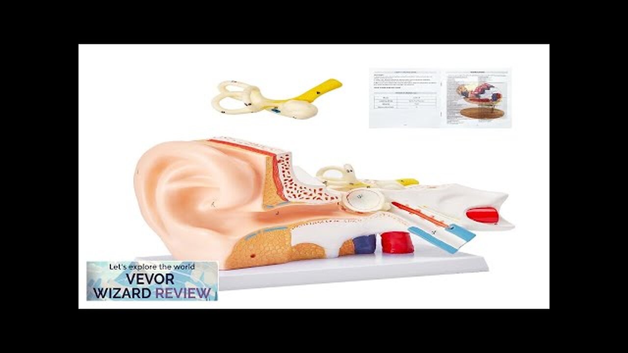 VEVOR Human Ear Anatomy Model 3 Parts 5 Times Enlarged Human Ear Review