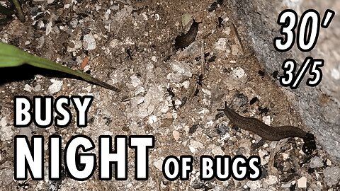 ASMR | Just as I like it. One night with lots of bugs here and there - 30' 3/5