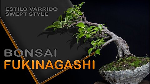 Fukinagashi(varrido ao vento) : Bonsai SP