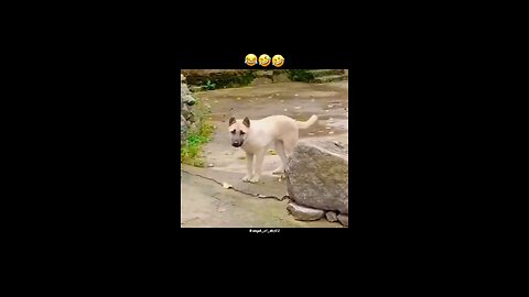 Funniest dog dance 2025